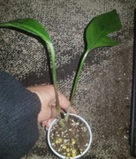 Epipremnum pinatum pinnatum Baltic blue 