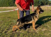 OWCZAREK NIEMIECKI FCI ZKwP