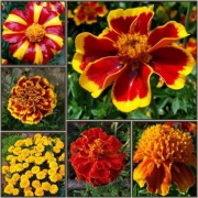 Aksamitka niska - MIX KOLOR 