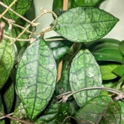 Hoya Finlaysonii Dark - sadzonki cięte