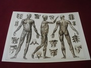 Mecyyna - Czaszka, Szkielet   reprint XIX w. grafik do aranżacji wnętrza