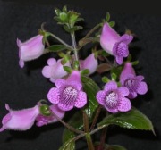 Gloximannia She's Dancing kłącze (rodzina achimenes, kohleria, seemannia)