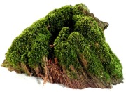 MECH DO TERRARIUM KM57  25/16/16