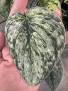 Scindapsus Exotica Hologram- pędówka