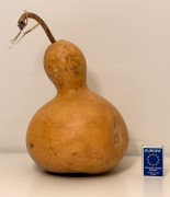 Tykwa zdrewniały owoc Tykwy O:59,0cm / W:26,5cm