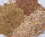 Mieszanka ziaren dla kaczek drobiu  25kg