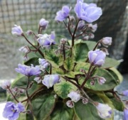 Fiołek afrykański liść LE Scales