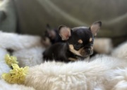 CHIHUAHUA ŚLICZNA MALUSIA SUNIA CALINECZKA