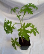 Pelargonia pachnąca geranium anginka cytrynka wysokość 30-40cm