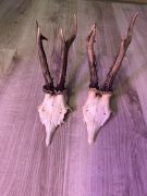 Parostki Kozła, Poroże, rogi