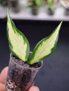 Hoya polyneura innervariegata - sadzonka ukorzeniona