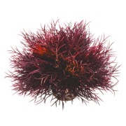 Liliowiec Szkarłatny – biOrb - 46077