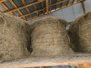 Bela siana zeszłoroczna siano 