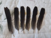 Prawdziwe sterówki kosa 6 sztuk