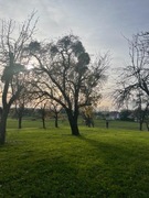 jemioła oddam za darmo 