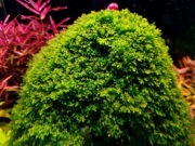 Mech mini Pelia rarytas piękny, drobny mech. Riccardia