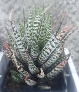 Haworthiopsis Fasciata Alba, haworsja zebra, GRATIS! 64