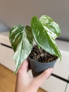 Monstera Variegata
