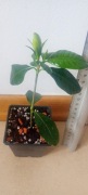 Gardenia jasminoides