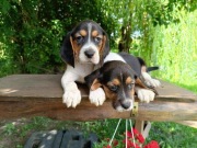 Szczenięta Beagle Pies Sunia 