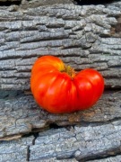 Sunset's Red Horizon /Pomidor Kolekcjonerski 87