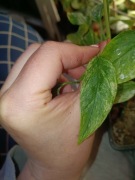 monstera laniata mint #3-cięty szczyt