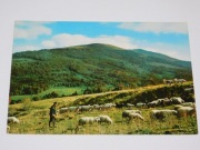 Wypas owiec Bieszczady, wyd. 1970