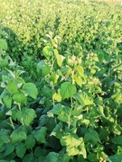 Malina jesienna Polana 10 sztuk