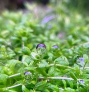 Hemianthus Callitrichoides Cuba, hodowla podwodna