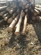 Sosna opalowa w wałku lub pociętą 