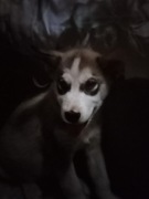 Alaskan Malamute szczeniak