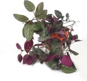 Terrarium, paludarium Hemigraphis colorata śliczna