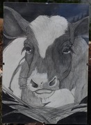 Rysunek "Mućka" wykonany ołówkami na papierze