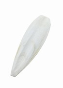 Sepia kość mątwy ISOPODY suplement 1szt.