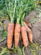 Marchew marchewka ekologiczna jadalna