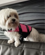 Kapok kamizelka ratunkowa dla psa xs różowa odblaskowa