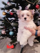 Yorkshire Terrier szczeniak york biało złoty chłopak 