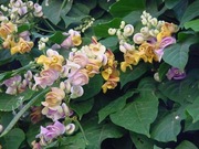 Nasiona ślimakowe pnącze Cochliasanthus caracalla, vigna caracalla