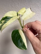 Monstera Adansonii Sp. Laniata Variegata - sadzonka szczytowa ukorzeniona