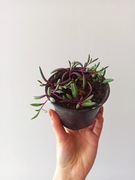 Rośliny z nadwyżek 