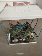 Zestaw Akwarium 13l Aquael 