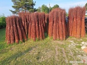 Wiklina sucha sortowana 