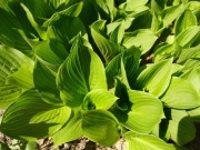 Hosta Funkia zielona