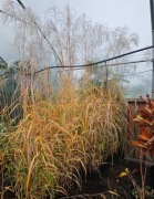 Miscanthus miskant chiński 'Memory' C5 duża sadzonka roślina trawa ozdobna 