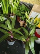 Trzykrotka oskrzydlona (Tradescantia spathacea) - roślina doniczkowa 