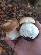 Grzyby całe,i połówki suszone 
