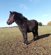 Obornik Koński Ekologiczny Świeży 30L