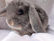 Mini Lop króliki miniaturki o łagodnym charakterze