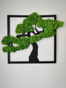 Drzewko bonsai. Obraz z mchu drzewo. DUŻE Mech