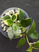 Hoya lacunosa Asami - sadzonka ukorzeniona